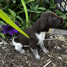 German Shorthaired Pointer Puppies from Justin Anderson