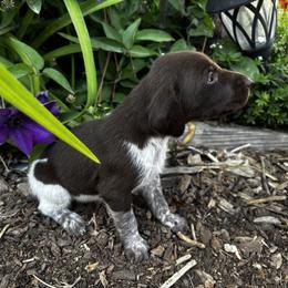 German Shorthaired Pointer Puppies from Justin Anderson