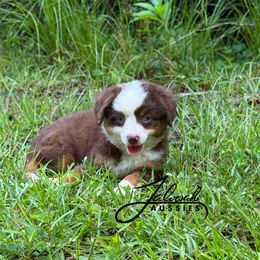 Amber - Red tri female Toy Australian Shepherd puppy in Lumberton, Mississippi from Talowah Aussies