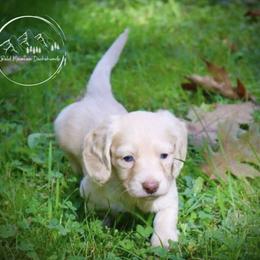Dachshund Puppies from Bald Mountain Dachshunds