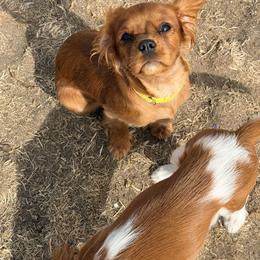Harper - Cavalier King Charles Spaniel