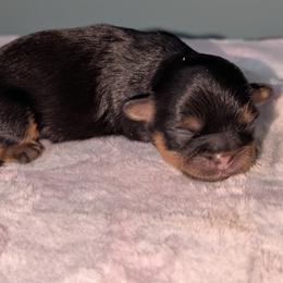 Nora - Black and tan female Shih Tzu puppy in Port Huron, Michigan from Shih Tzu Cottage