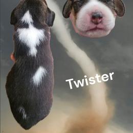 Twister - Black fawn and white male Beagle puppy in Brockway, Pennsylvania from Sugar Hill Hounds