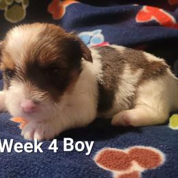 Boy 1 - Chocolate, tan and white male Yorkshire Terrier puppy in Adams, North Dakota from Mathiasons Little Barkers