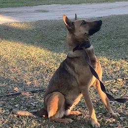 Chi chi - Dutch Shepherd