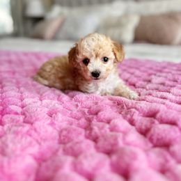Maltipoo and Poodle Puppies from Gem Puppies of Utah