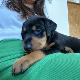 Doberman Pinscher and French Bulldog Puppies from Haus of Hound