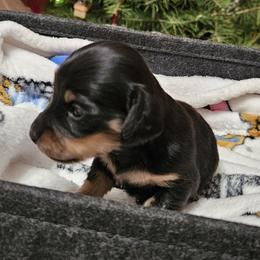 Girl 2 - Black and cream female Dachshund puppy in Hartford, Michigan from Mac Fam Dachshunds