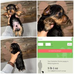 Whiskey - Black and gold male Yorkshire Terrier puppy in Cleveland, Tennessee from Moody’s Morkies and More