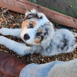 Miniature American Shepherds from White Oaks Moon Babies
