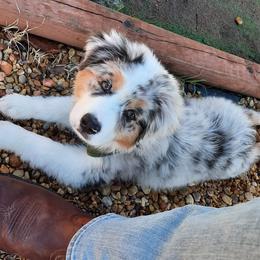 Miniature American Shepherds from White Oaks Moon Babies