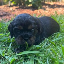 Wynonna - Black and tan female Cavalier King Charles Spaniel puppy in Wilton, California from Becky's Cavalier King Charles Spaniels