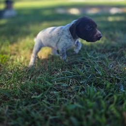 Pink Female - Liver and white female German Shorthaired Pointer puppy in Linton, Indiana from Red White and Blue Kennel