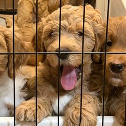 Miss Orange - Apricot female Goldendoodle puppy in Monticello, Indiana from Faithfully Yours Doodles
