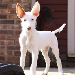 Ibizan Hound Puppies from Altamira Wire Ibizan Hounds