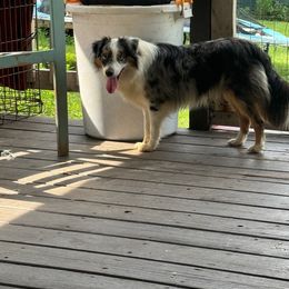 Finn - Miniature Australian Shepherd