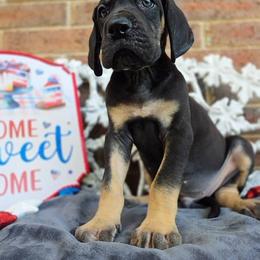 Padfoot - Black male Great Dane puppy in Arlington, Texas from Scoober Danes
