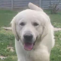 Remington - Golden Retriever