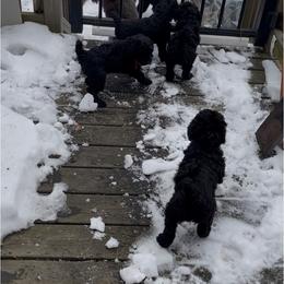 Purple-Violet - Black female Poodle puppy in Hamilton Square, New Jersey from Sweet Standards