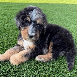 Moose - Blue merle male Bernedoodle puppy in Fortuna, California from Dalton Poodles and Doodles