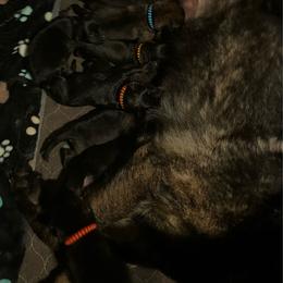 Dax - Sable male German Shepherd puppy in Youngsville, North Carolina from Di casa Esperanza