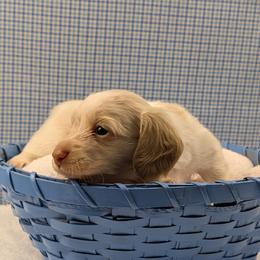 Dachshund Puppies from Hot Diggity Doxies of Dothan