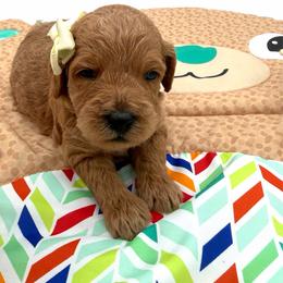Rosie - Apricot female Goldendoodle puppy in Willacoochee, Georgia from Kitandkboodle's Doodles
