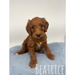 Beatrice - Red  female Goldendoodle puppy in Smithfield, Kentucky from KBK9 Kennels