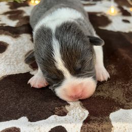 Clara - Blue female Pembroke Welsh Corgi puppy in Fayetteville, Tennessee from Sulphur Springs Corgis