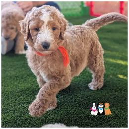 ASTRO - OFA-Genetics-Microchip-Vet Check-2 Year Warranty. - Apricot male Goldendoodle puppy in Jeddo, Michigan from Apple Creek Doodles