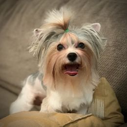 Cullen - Yorkshire Terrier