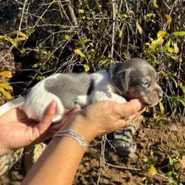 Puppy 3 - Gray (blue) and tan female Dachshund puppy in Riverside, California from Saddle Up Dachshunds