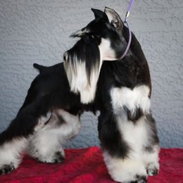 Kylo - Miniature Schnauzer