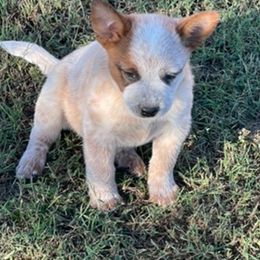 Boy 1 - Red mottled male Australian Cattle Dog puppy in Pryor, Oklahoma from Branded Outlaw Cattle Dogs