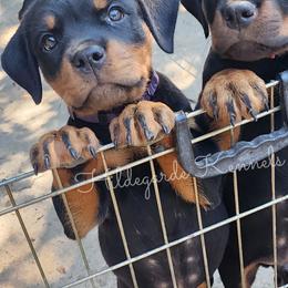 Cane Corso and Rottweiler Puppies from Hildegarde Kennels
