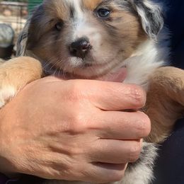 Miniature Australian Shepherds from Cantler Corner Farm