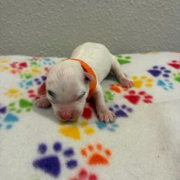 Duncan - White male Havapoo puppy in Brookings, South Dakota from Hofer Pups