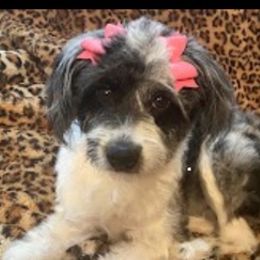 Aussiedoodles from Paradise Pooches