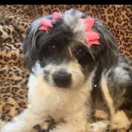 Aussiedoodles from Paradise Pooches