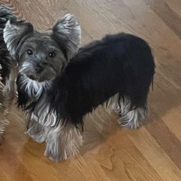 Remy - Yorkshire Terrier
