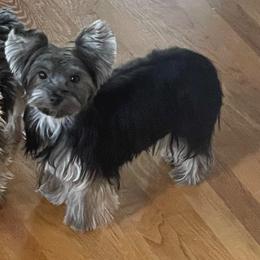 Remy - Yorkshire Terrier