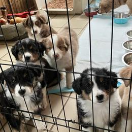 Miniature Australian Shepherds from Wren’s Nest Farm
