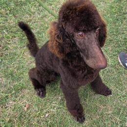 L. Blue - Stew - Phantom male Poodle puppy in Copperas Cove, Texas from Poodles of Valor