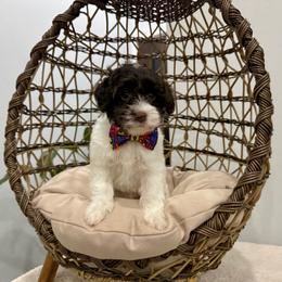 Benji - Chocolate male Australian Labradoodle puppy in Calhoun, Louisiana from Arrowhead Australian Labradoodles