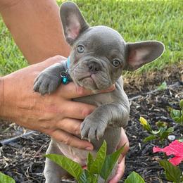 Roman - Liver male French Bulldog puppy in Palm Coast, Florida from Calypso Island French Bulldogs