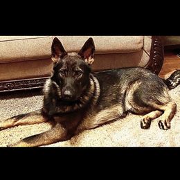 Prince - German Shepherd