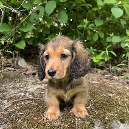 Dachshund puppies from Lion's Gate Dachshunds