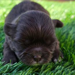 Eleanor - Chocolate female Shih Tzu puppy in Brighton, Missouri from Morningstar's Shih Tzu