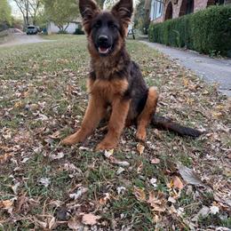 Pink - Black and red female German Shepherd puppy in Perrysburg, Ohio from Fancy GSDs LLC