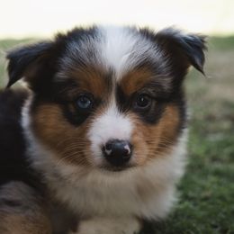 Oliver - Blue merle male Miniature American Shepherd puppy in Fresno, California from Alpine Tails